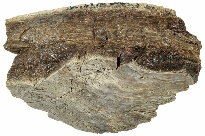 Fossil Tyrannosaur (T rex) Bone Section - Wyoming #314010